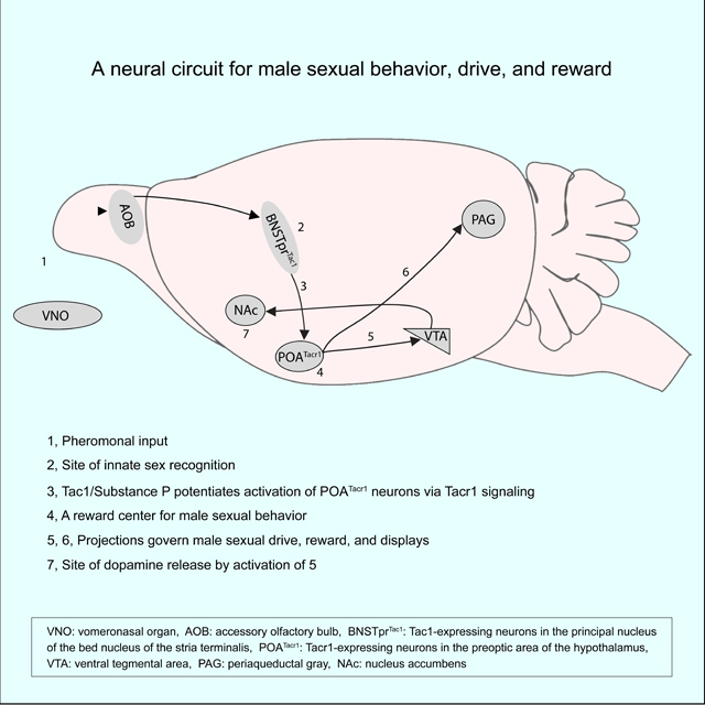 graphic file with name nihms-1924181-f0008.jpg