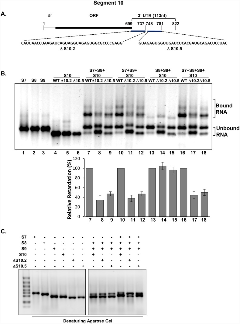 Fig 5