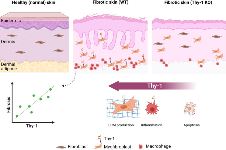 graphic file with name jciinsight-7-149426-g099.jpg