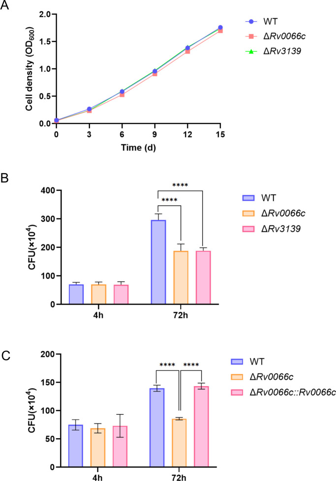 Line graph presents strain density increases similarly across WT, ΔRv0066c, and ΔRv3139. Bar graphs presents at 72 hours, WT shows higher CFU than mutants, with complementation restoring CFU in ΔRv0066c::Rv0066c.