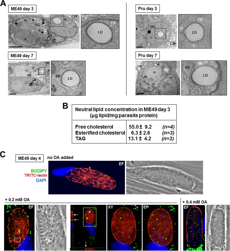 FIG 12