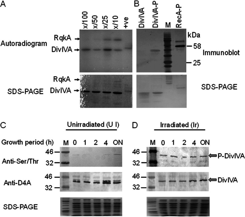 FIG 1