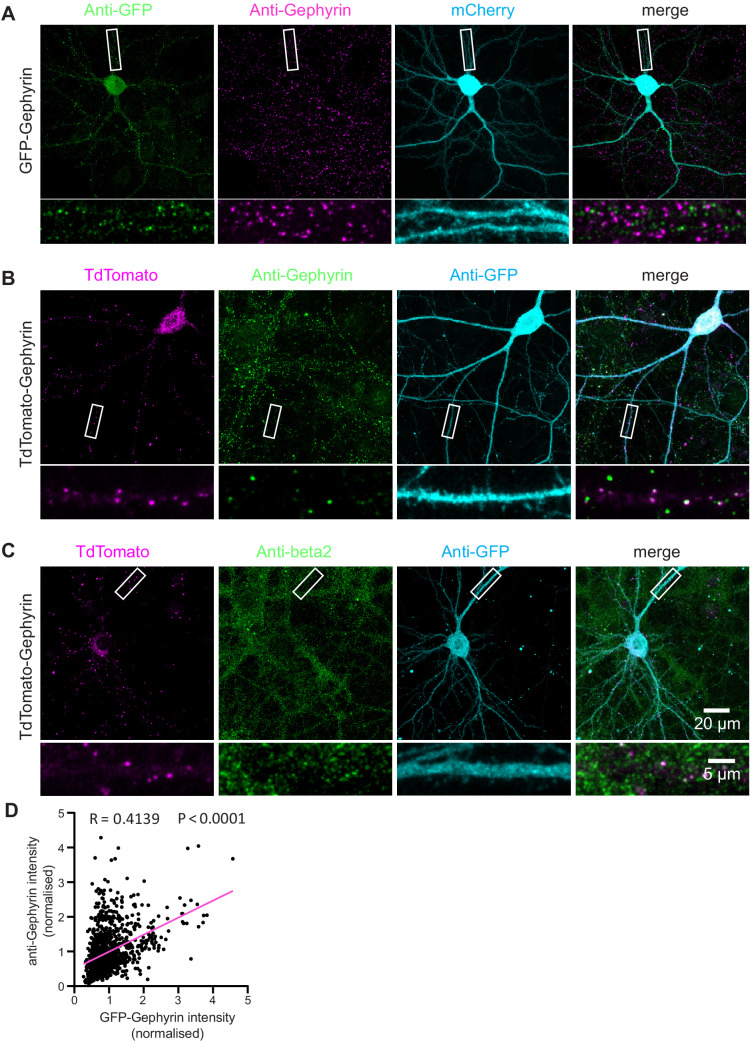 Figure 2—figure supplement 4.