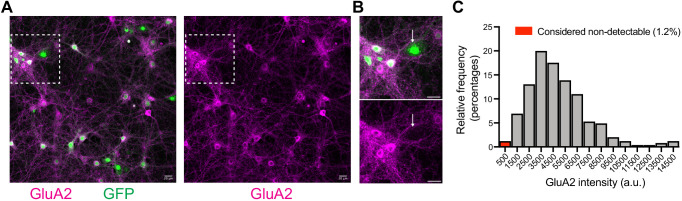 Figure 4—figure supplement 3.