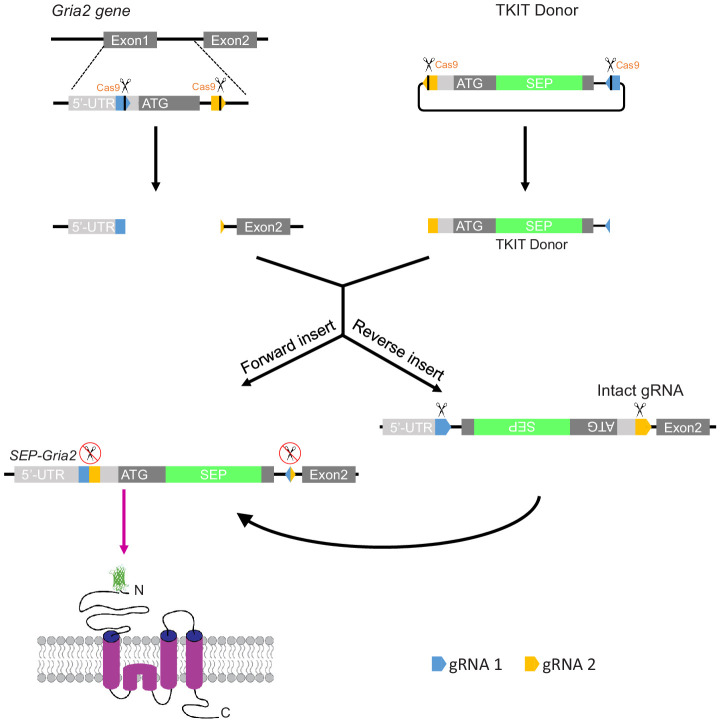 Figure 1—figure supplement 1.