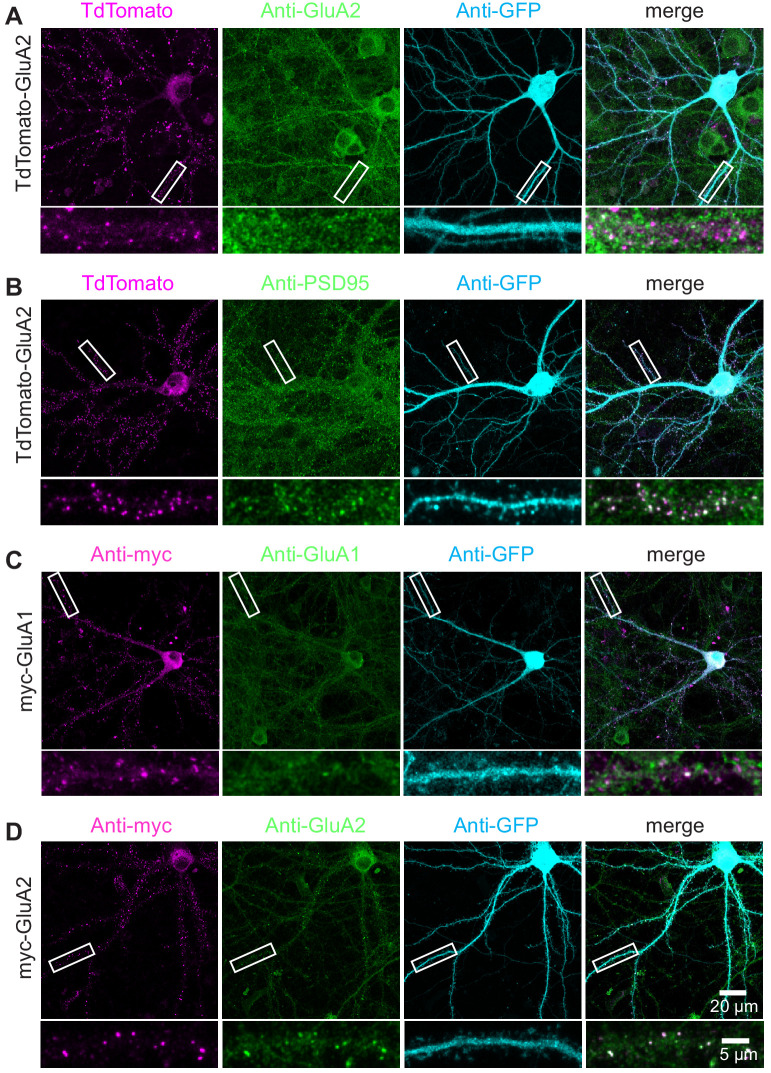 Figure 2—figure supplement 5.