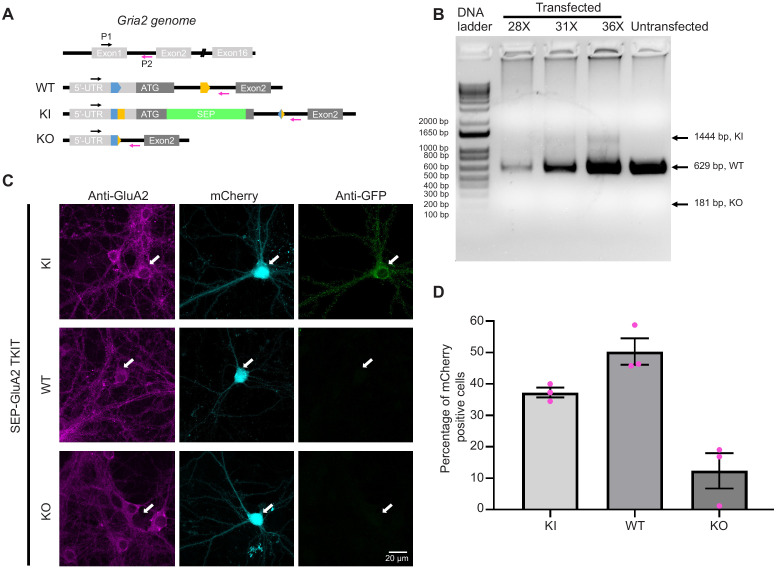 Figure 4—figure supplement 2.