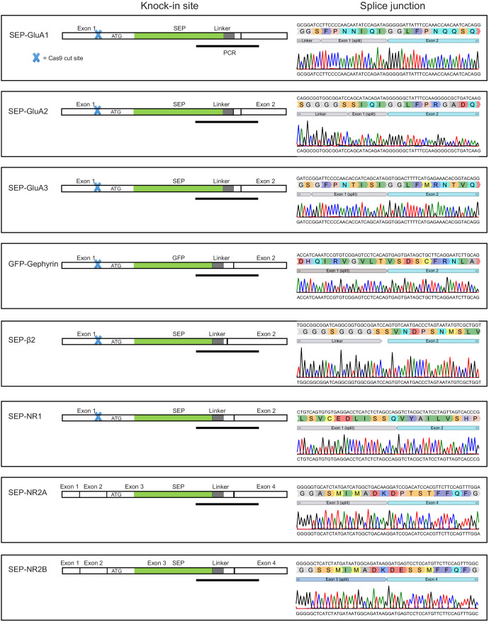 Figure 4—figure supplement 1.