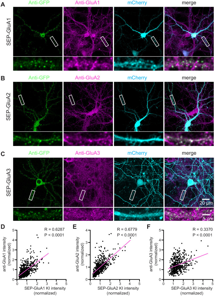 Figure 2—figure supplement 6.