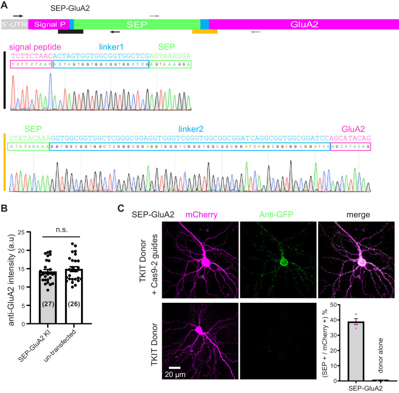 Figure 2—figure supplement 1.