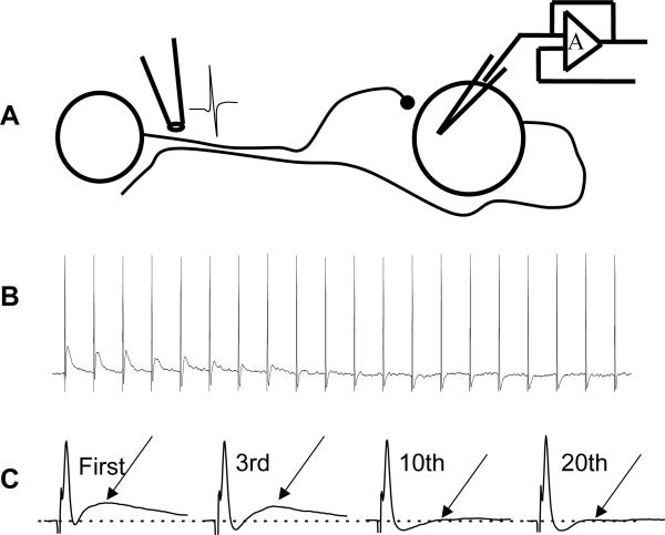 Fig. 8