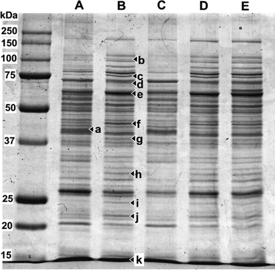 FIG 6