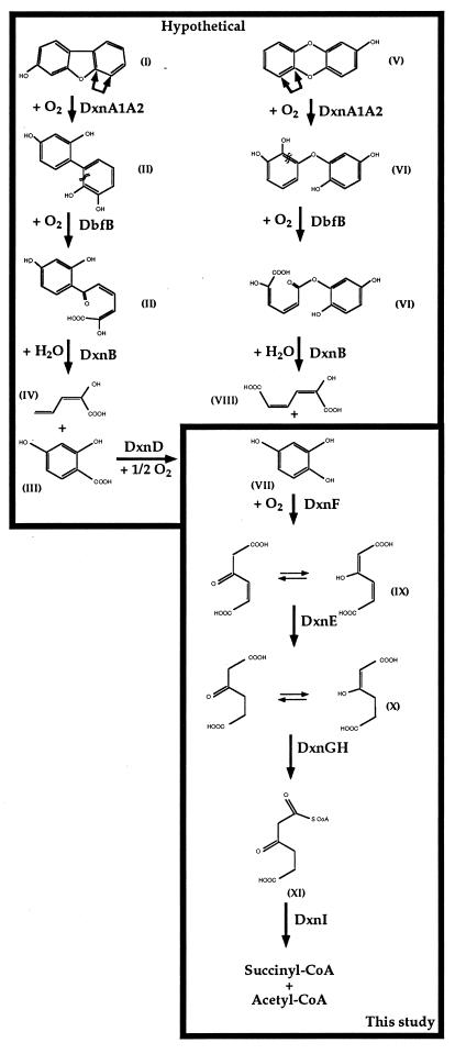 FIG. 5