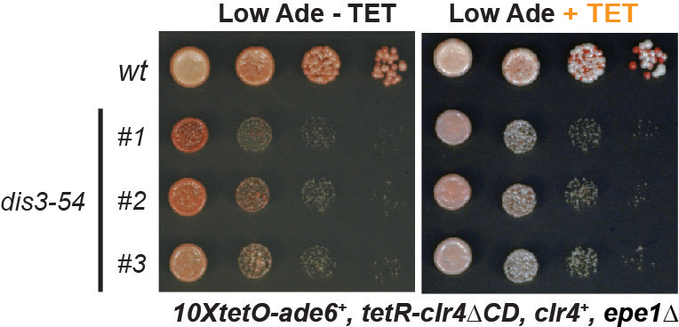 Figure 4—figure supplement 1.