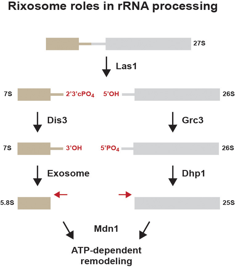 Figure 2—figure supplement 1.