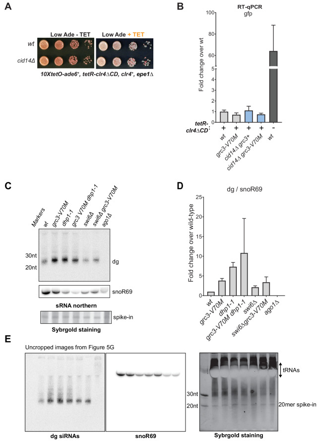 Figure 5—figure supplement 1.