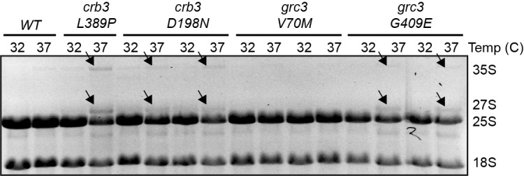 Figure 2—figure supplement 3.