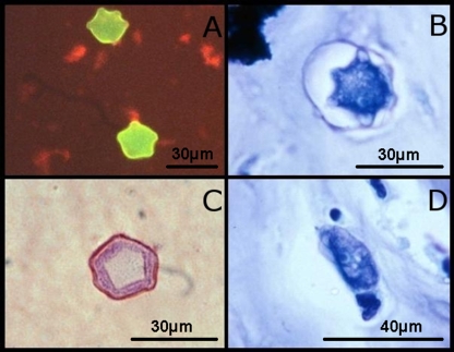 FIG. 6.