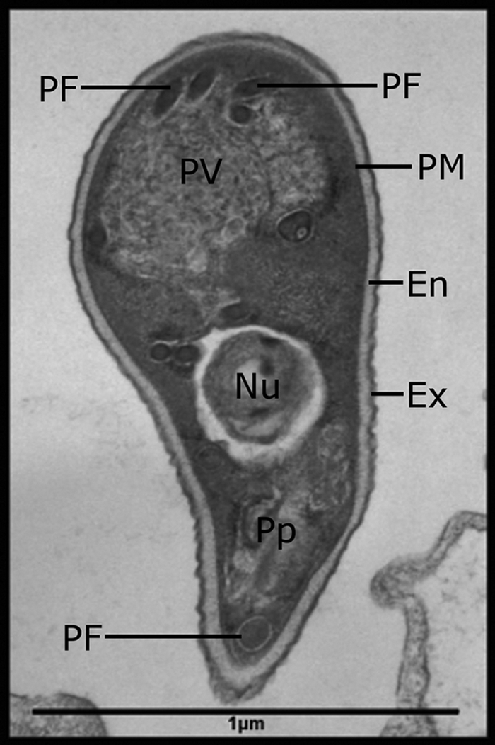 FIG. 1.