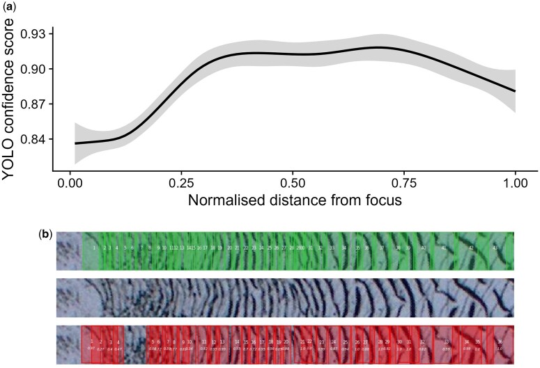 A graph showing that confidence in detection of circuli is low in the freshwater growth phase. A second figure shows the difference between where circuli were detected and where they were positioned demonstrating a higher incidence of missed detections in the freshwater growth phase.