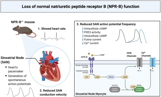 Graphical Abstract