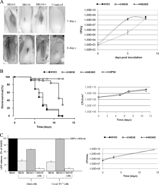 FIG. 2.