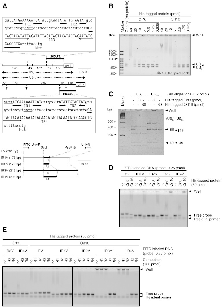 Fig. 6