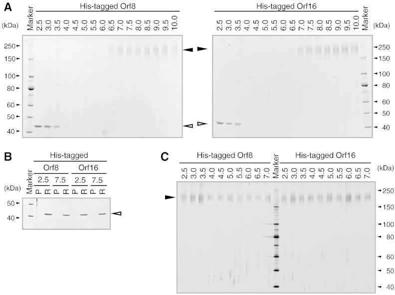 Fig. 4