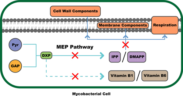 graphic file with name nihms-1063476-f0009.jpg