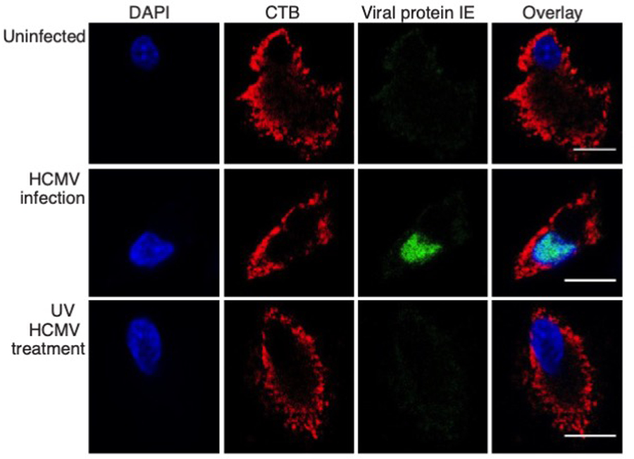 Extended Data Fig. 2