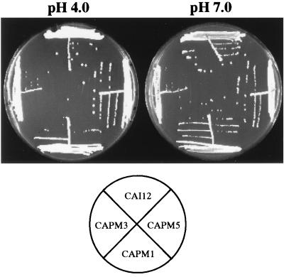 FIG. 6