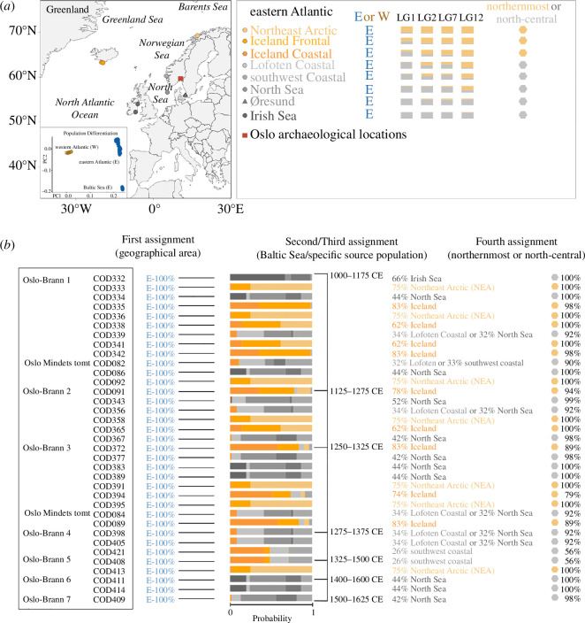 Genetic analyses of archaeological Atlantic cod specimens from Oslo.