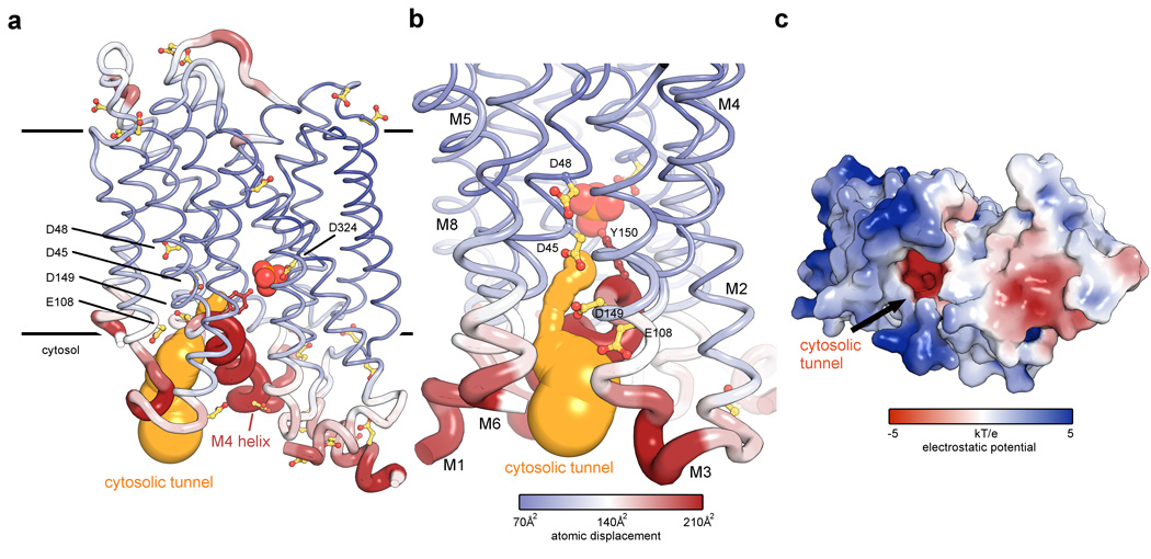 Crystal structure of a eukaryotic phosphate transporter - PMC