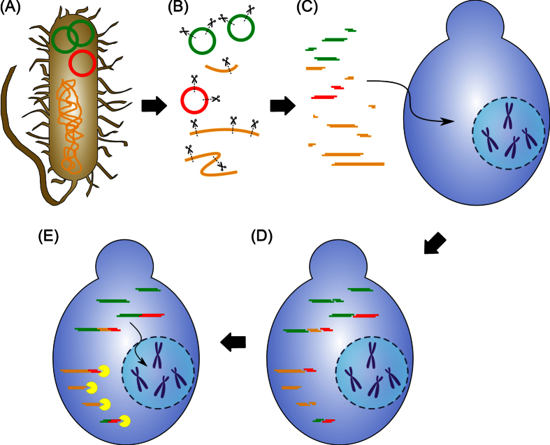 Figure 6