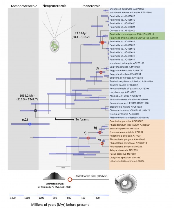 Tree calibrated under the scheme (a, b, c, d, e.1). Small open red circles indicate calibrations based on fossil record (a, b, c, and d); small open blue circle indicate calibration based on previous estimation (e.1); red full circle, estimated age of P. chromatophora. Notice that the divergence in time of P. brassicae (black open circle) is consistent with the proposed origin in time of forams. Species names in orange: stramenopila; species name in blue and green: rhizaria.