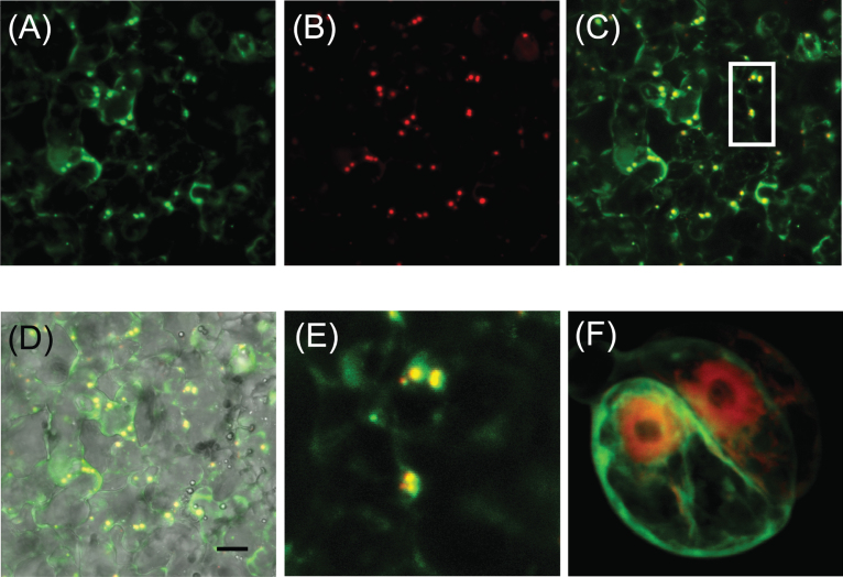 Fig. 4.