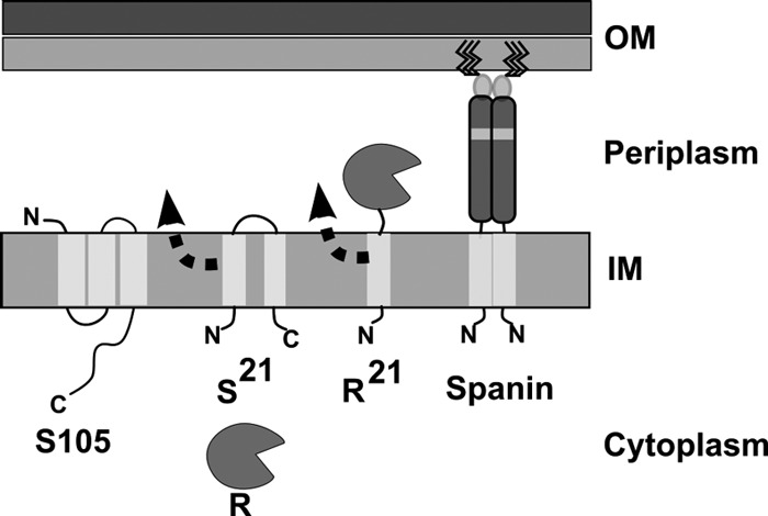 Fig 1