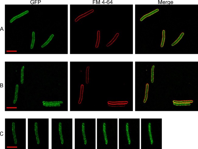 Fig 4