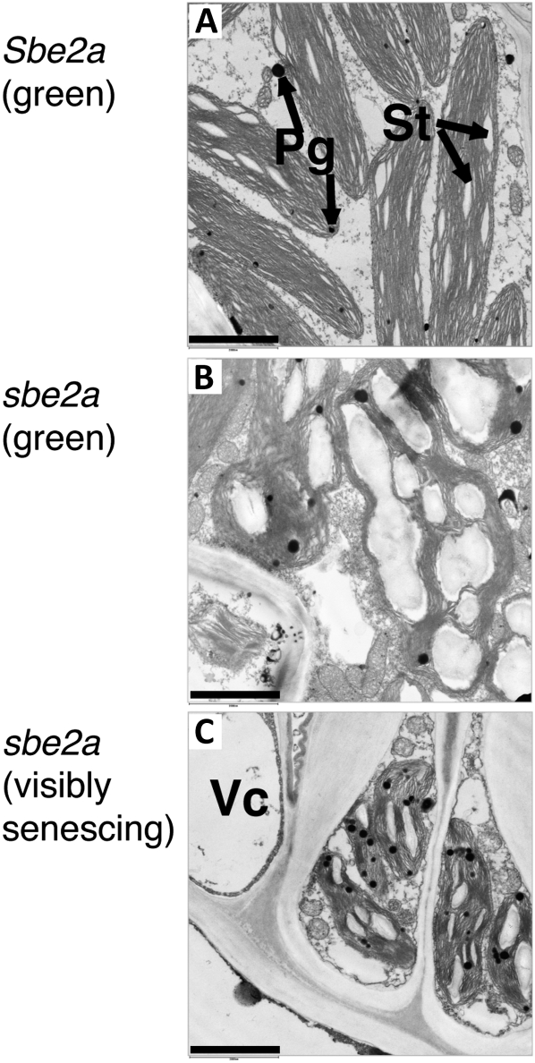 Figure 6.