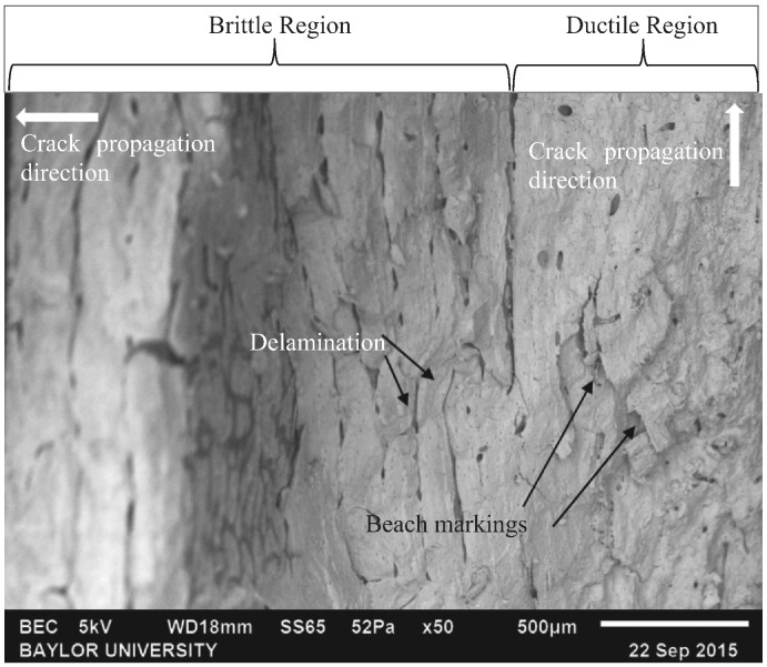 Fig. 12