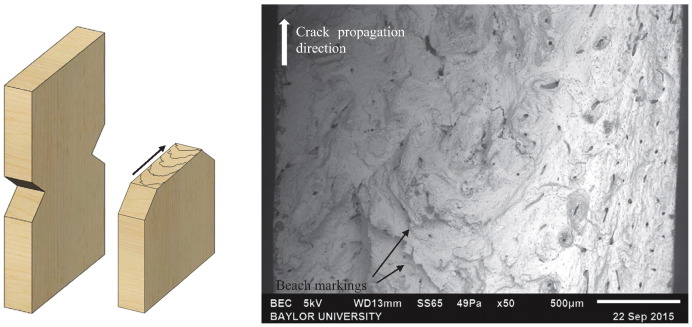 Fig. 10