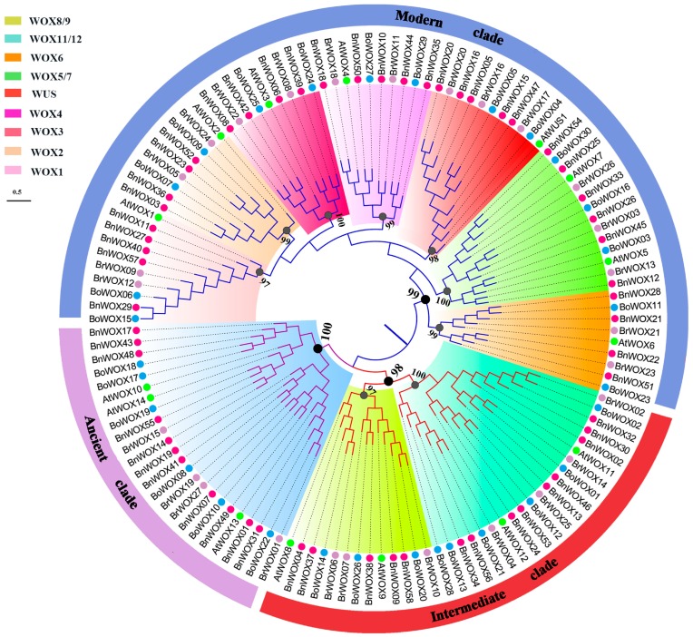 Global Analysis of WOX Transcription Factor Gene Family in Brassica ...