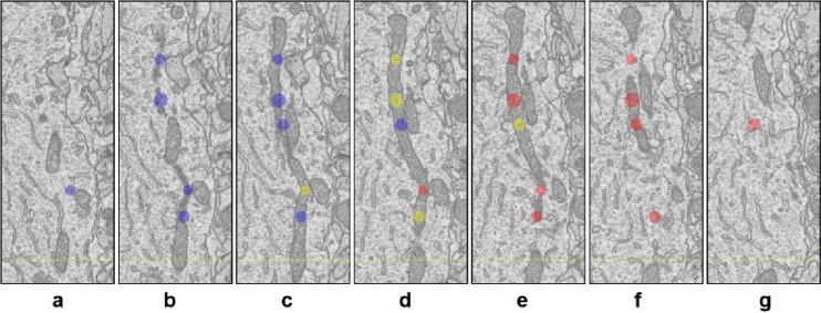 Figure 1—figure supplement 4.