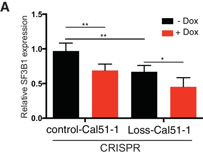 Figure 7—figure supplement 1.