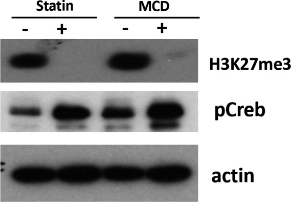 Figure 1—figure supplement 3.