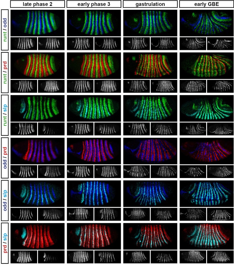 Figure 4—figure supplement 1.