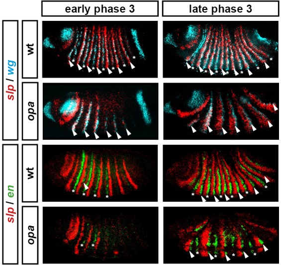 Figure 10—figure supplement 1.