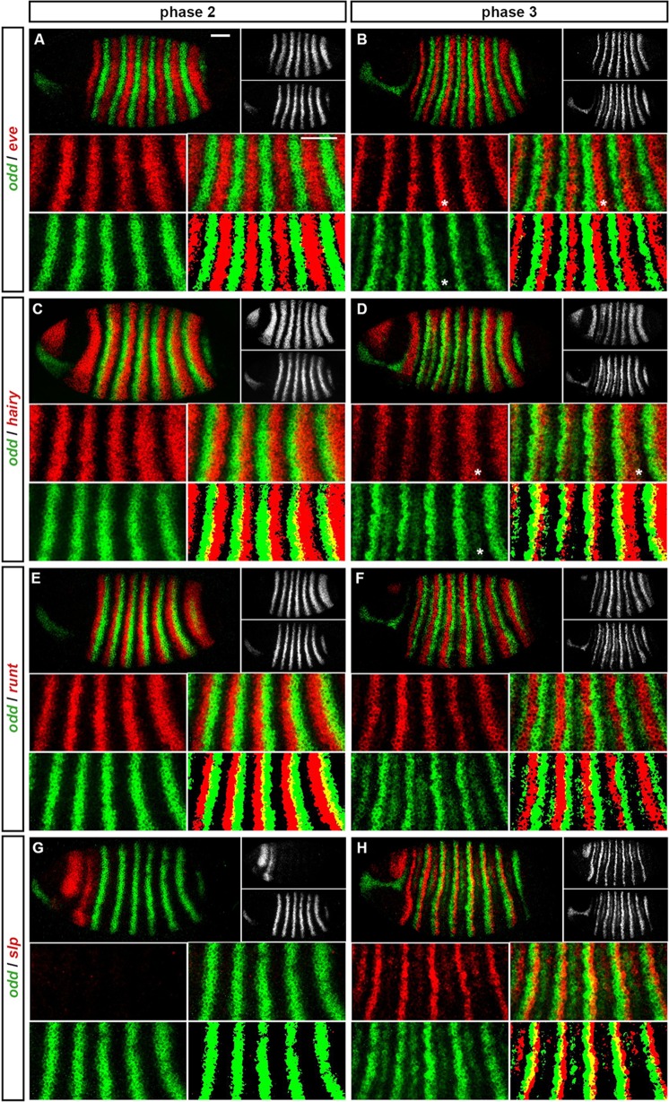 Appendix 1—figure 1.