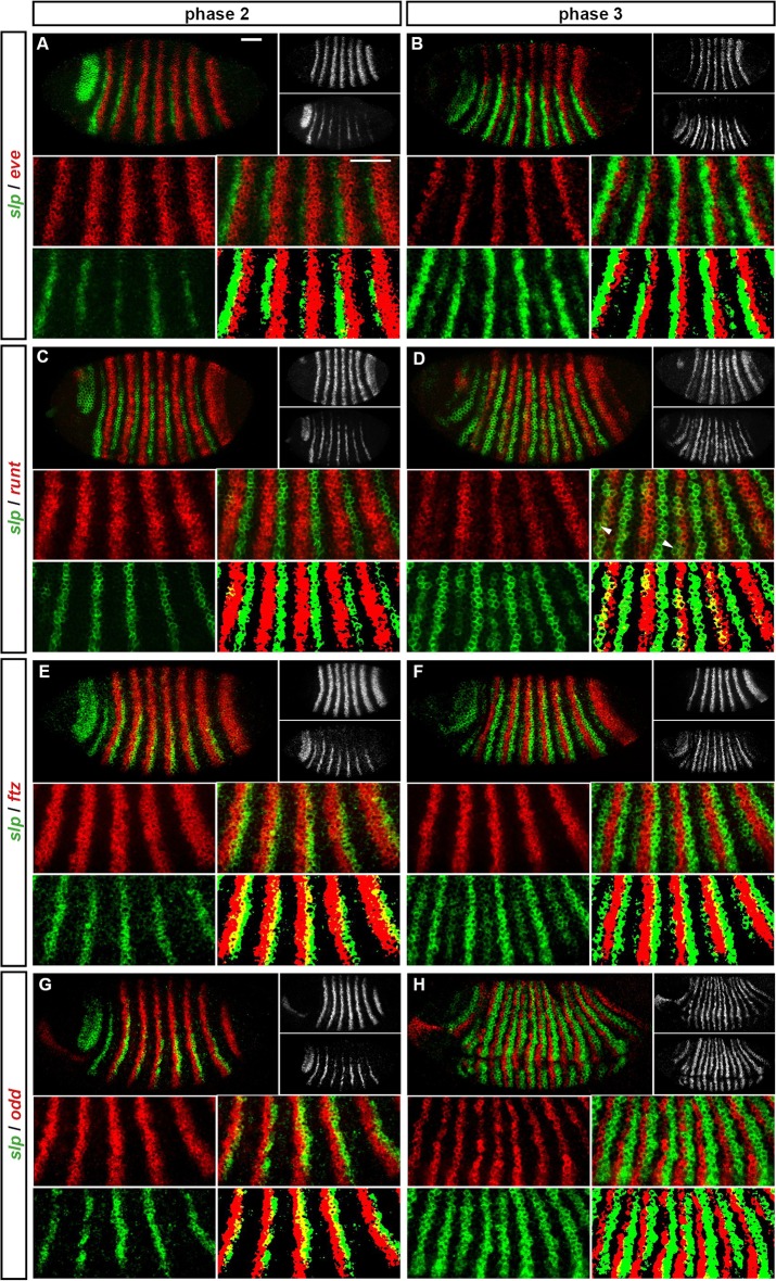 Appendix 1—figure 2.