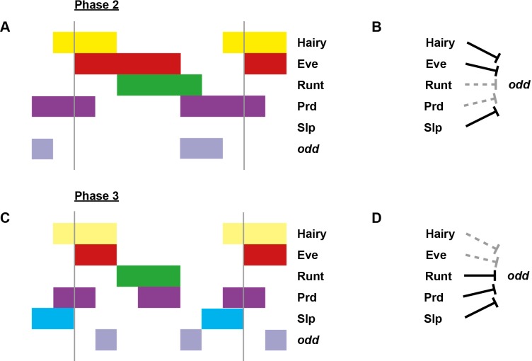 Appendix 1—figure 1—figure supplement 1.